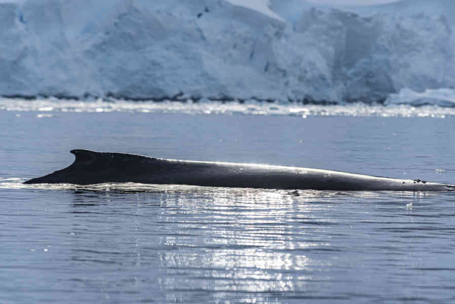 Ballena Minke - Antártida 05.jpg